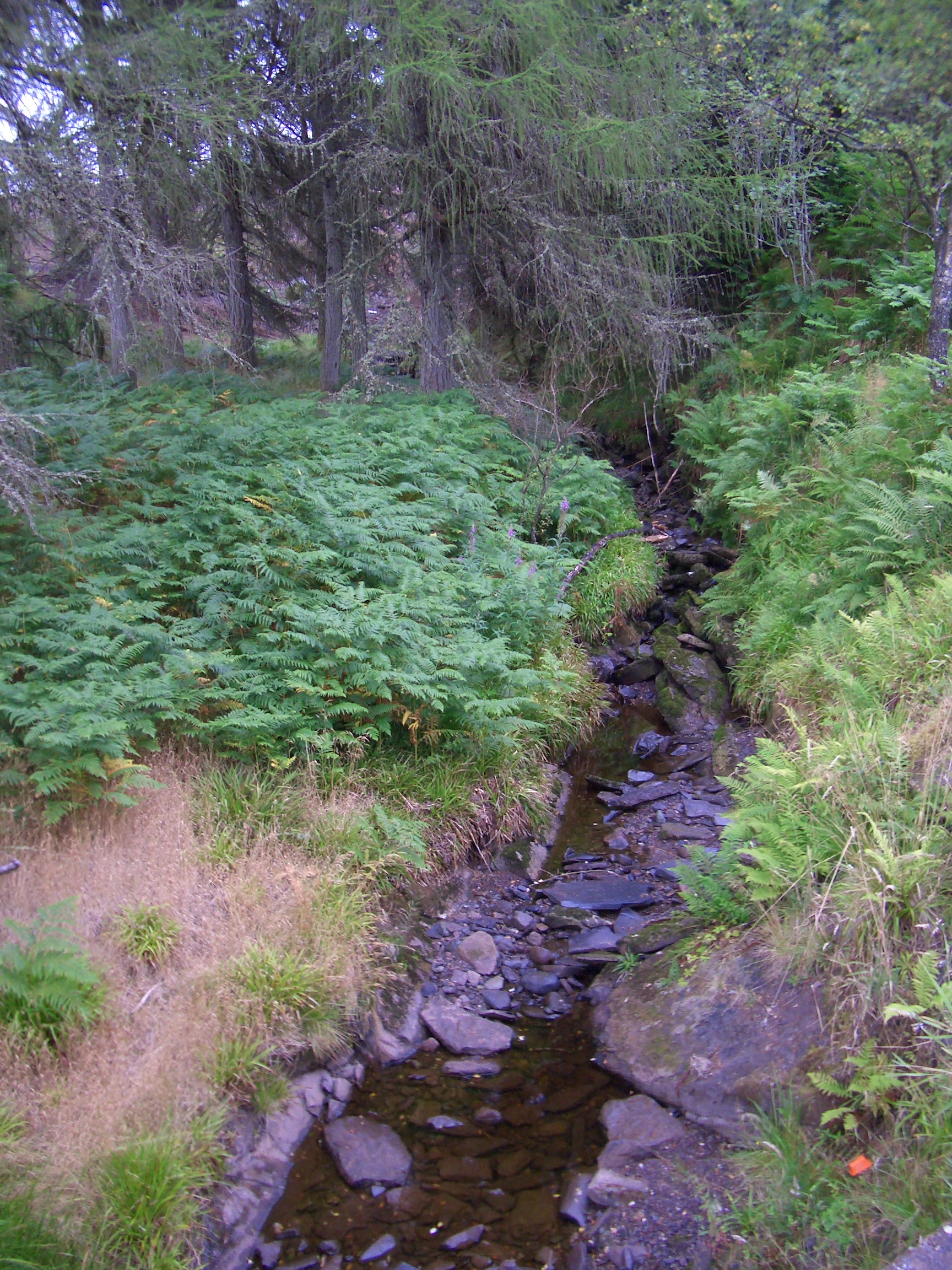 a small stream